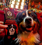 Bernese "POP Art" Socks