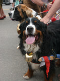 Swiss Cowbells: Treicheln