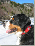 SALE! 1 1/4" Medium Edelweiss Swiss Dog Collar