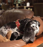 1 3/4" Large Traditional Swiss Dog Collar