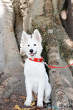 SALE! 1 1/4" Medium Edelweiss Swiss Dog Collar