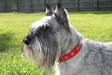 SALE! 1 1/4" Medium Edelweiss Swiss Dog Collar