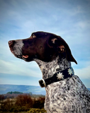 SALE! 1 1/4" Medium Edelweiss Swiss Dog Collar