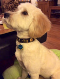 1" Small Contemporary Swiss Dog Collar