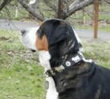1 1/2" Large Contemporary Swiss Dog Collar