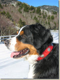 1 1/4" Medium Edelweiss Swiss Dog Collar