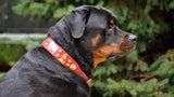 1 3/4" Large Traditional Swiss Dog Collar