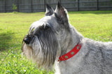1 1/4" Medium Edelweiss Swiss Dog Collar